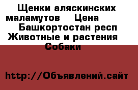 Щенки аляскинских маламутов. › Цена ­ 5 000 - Башкортостан респ. Животные и растения » Собаки   